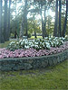 Beacon Hill Park Flowers